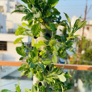 Aeroponic Tower